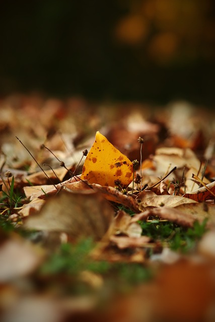 作為非洲足 作為非洲足